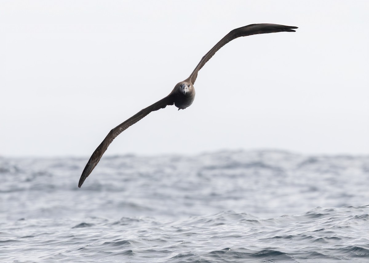 Black-footed Albatross - ML644146634