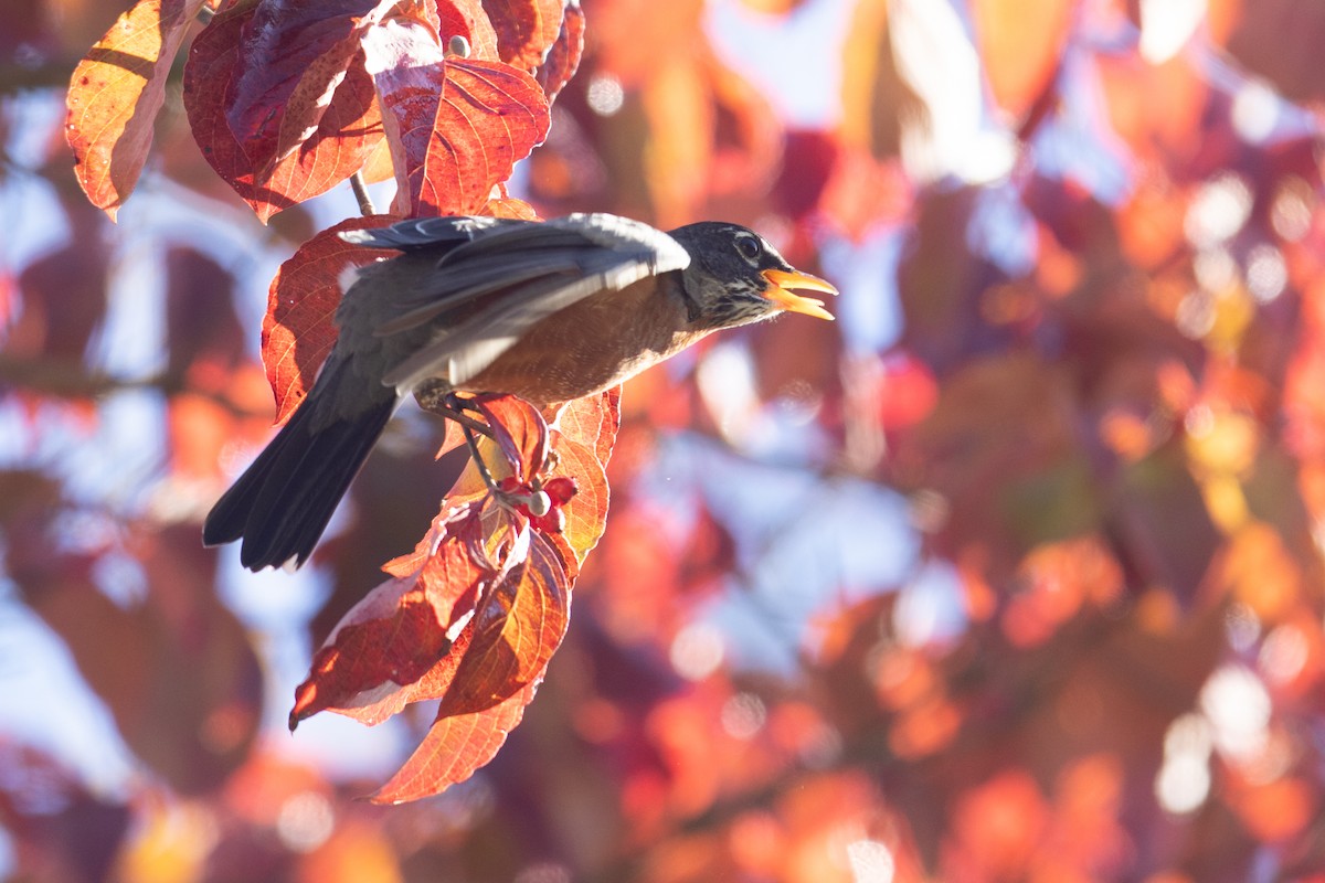 American Robin - ML644146638