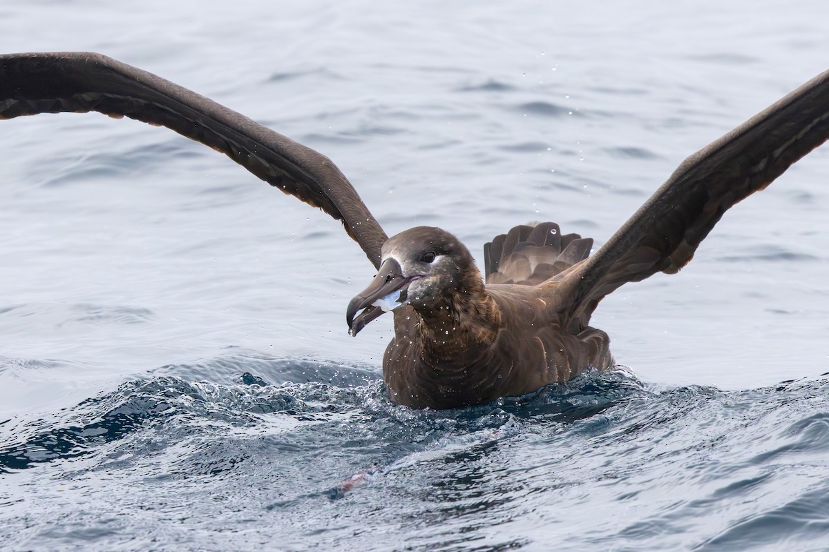 Black-footed Albatross - ML644146643
