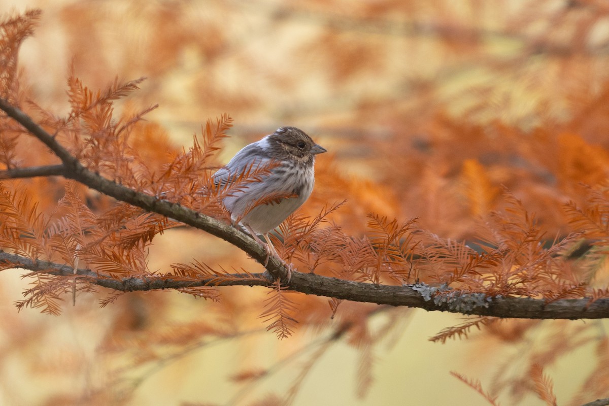Song Sparrow - ML644146651