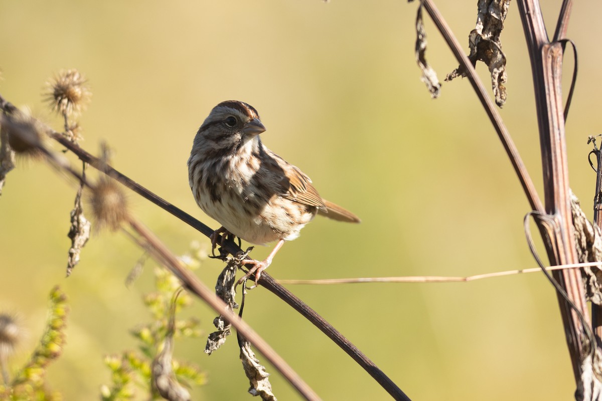 Song Sparrow - ML644146652