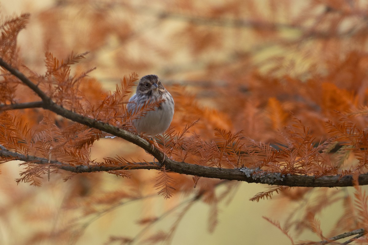 Song Sparrow - ML644146653