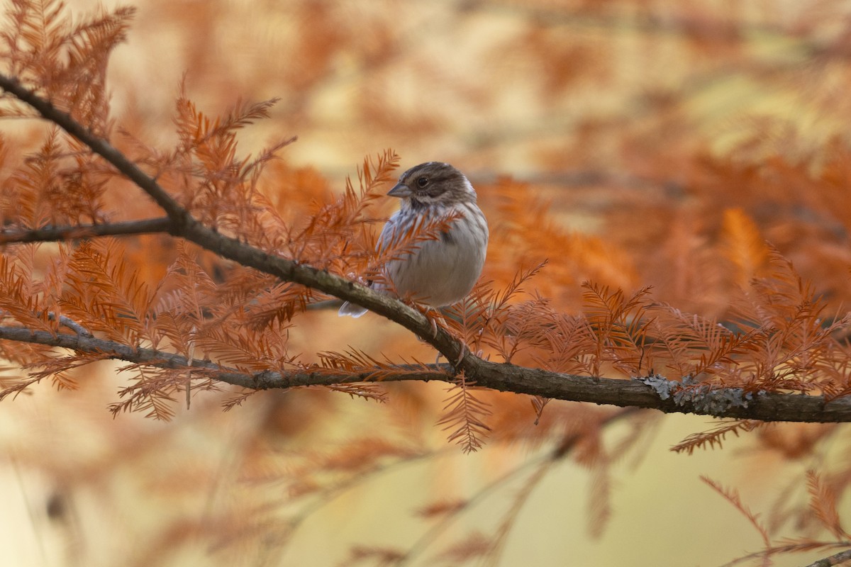 Song Sparrow - ML644146654