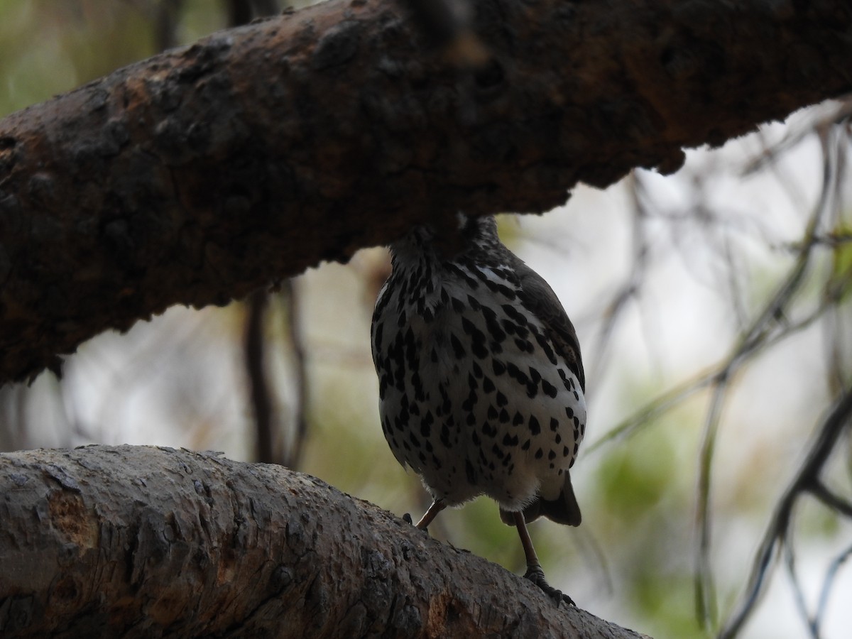 Groundscraper Thrush - ML644146662