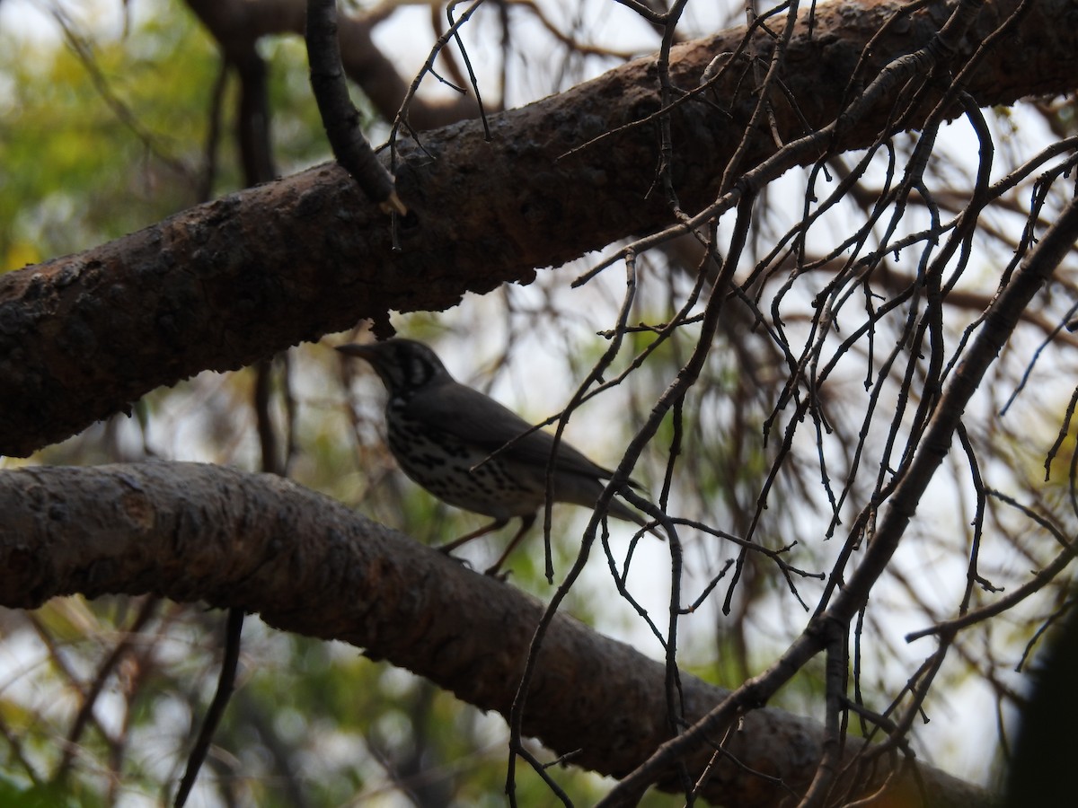 Groundscraper Thrush - ML644146663