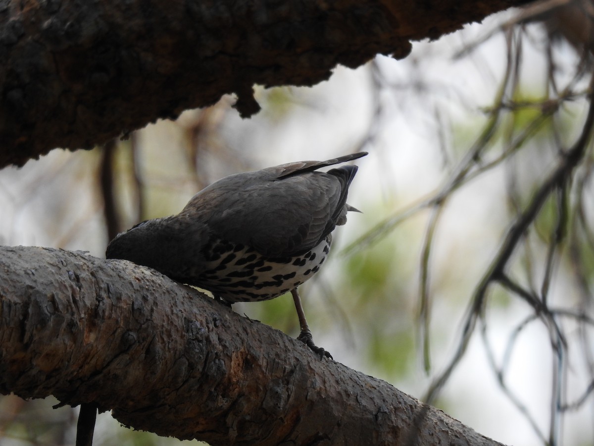 Groundscraper Thrush - ML644146664