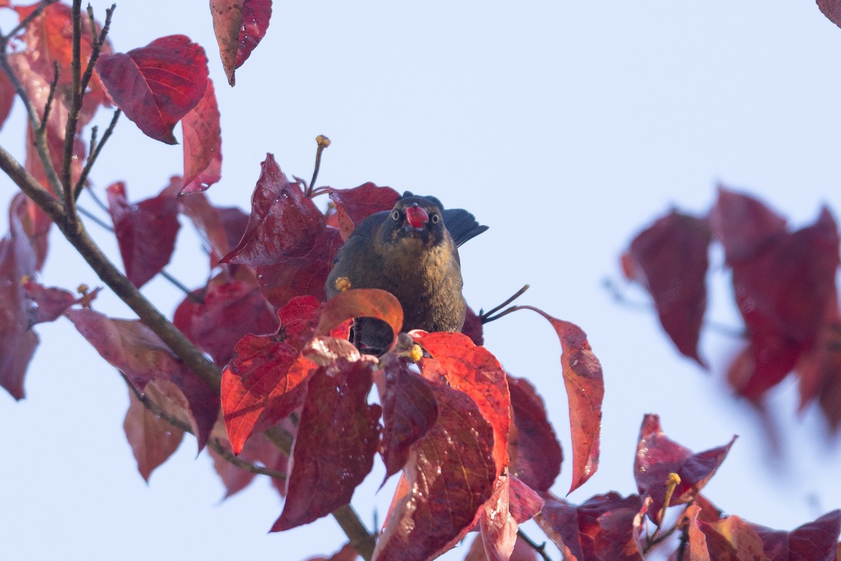 Rusty Blackbird - ML644146669