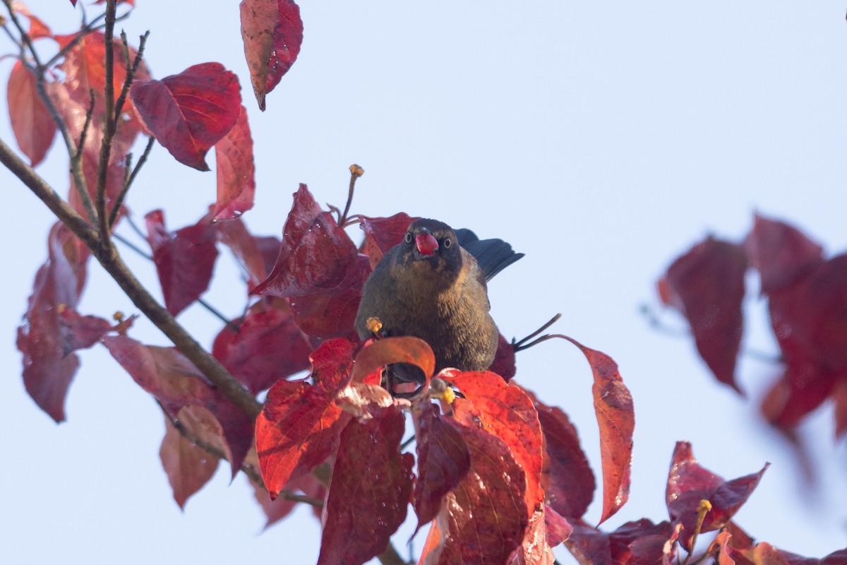 Rusty Blackbird - ML644146670