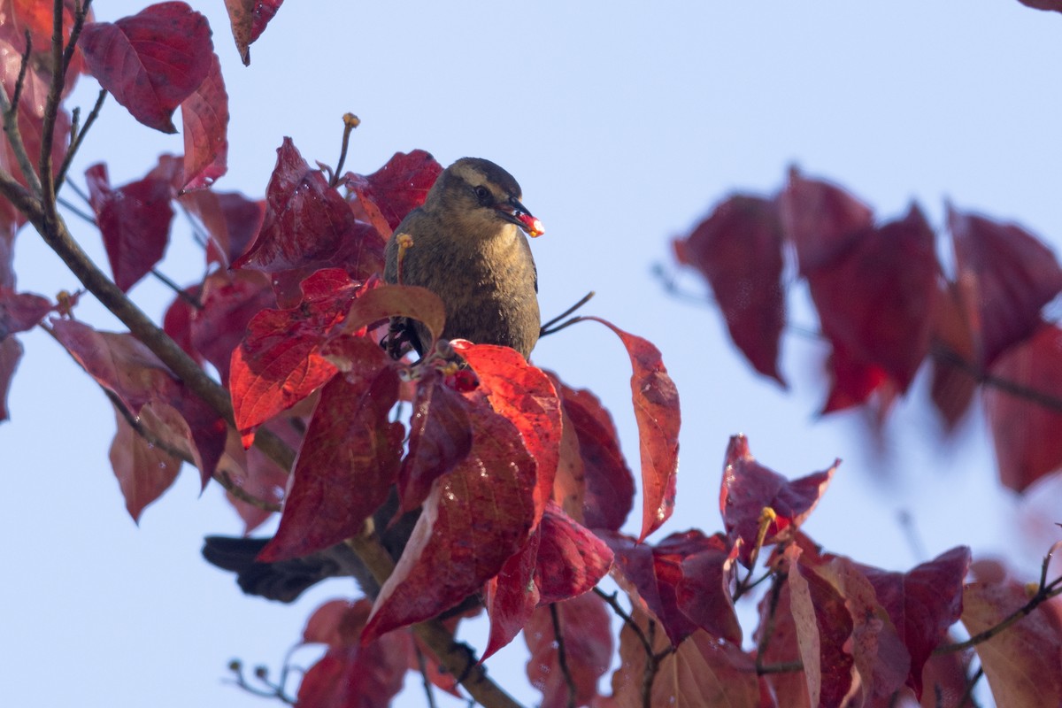 Rusty Blackbird - ML644146671