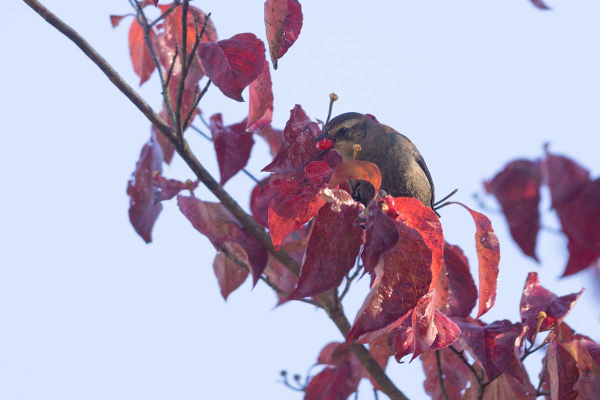 Rusty Blackbird - ML644146672