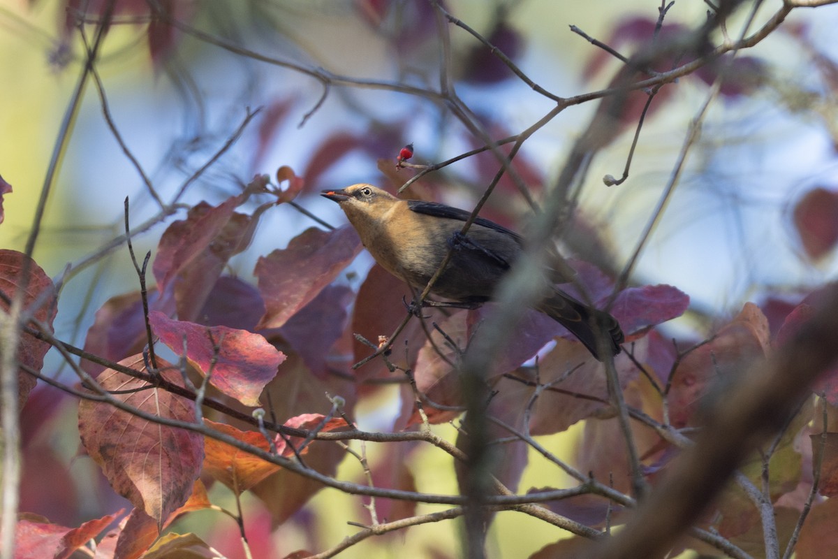 Rusty Blackbird - ML644146673
