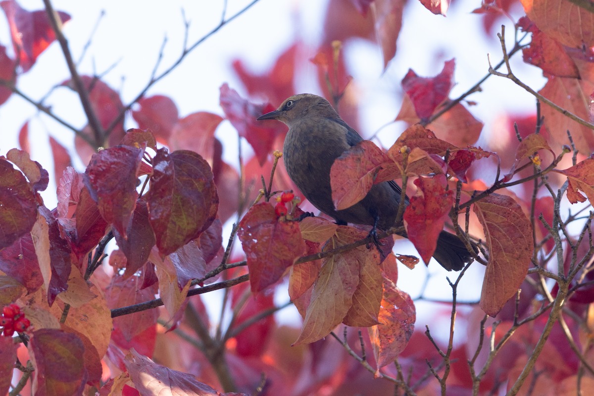 Rusty Blackbird - ML644146674
