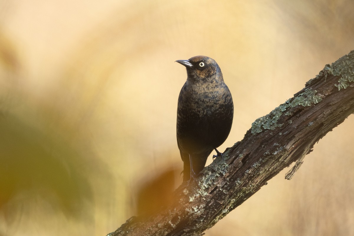 Rusty Blackbird - ML644146675