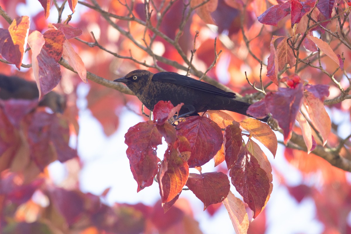Rusty Blackbird - ML644146676