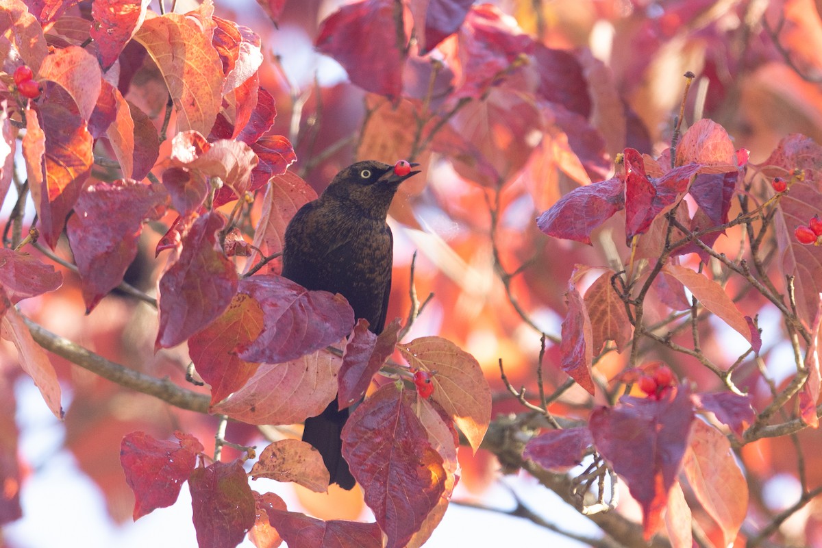Rusty Blackbird - ML644146677