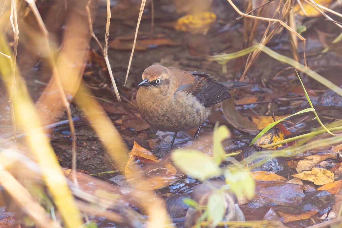 Rusty Blackbird - ML644146678