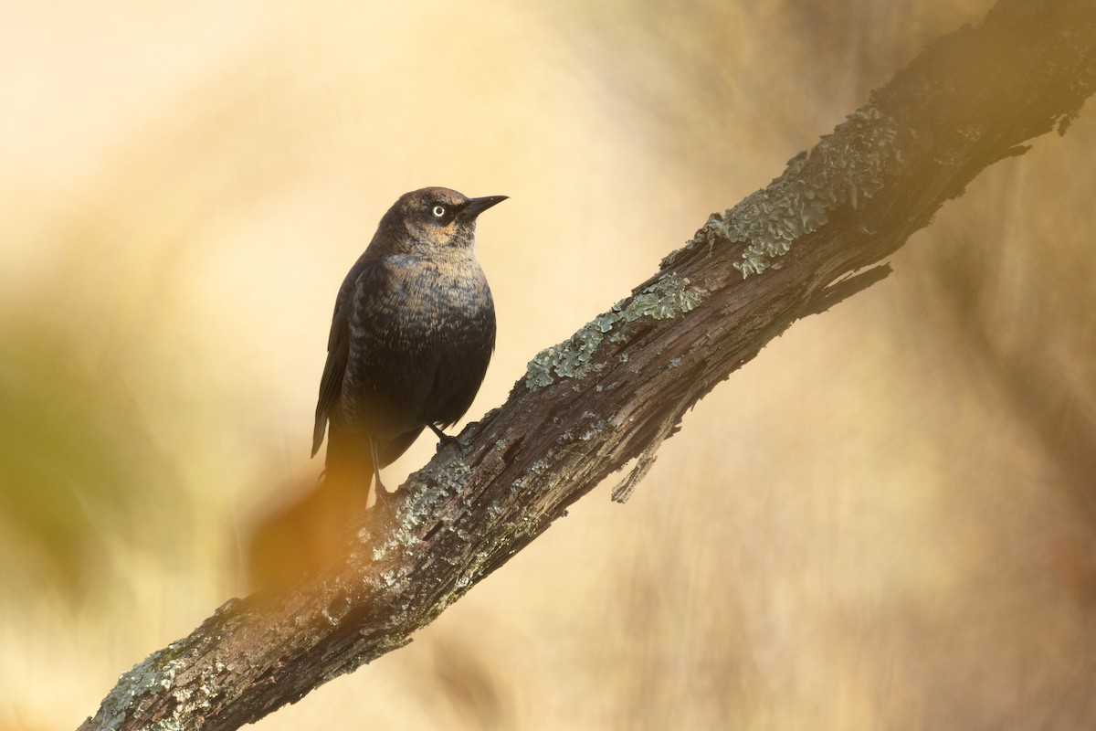 Rusty Blackbird - ML644146679