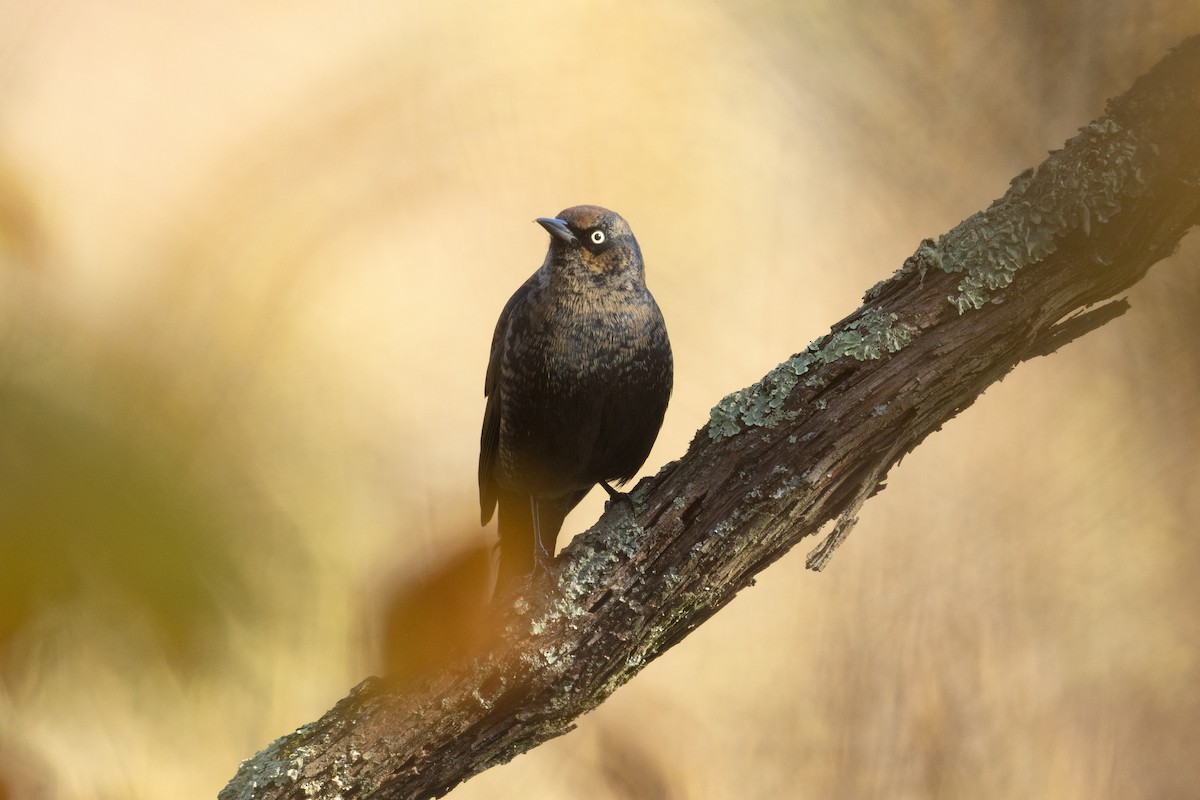 Rusty Blackbird - ML644146680
