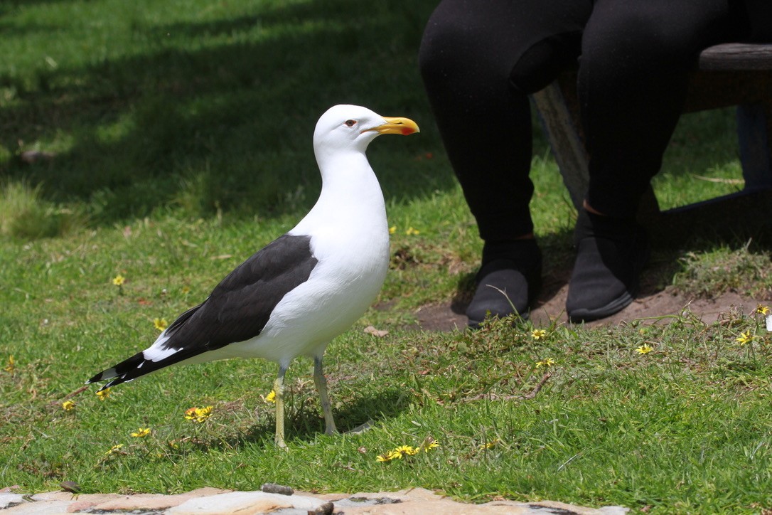 Kelp Gull - ML644146690
