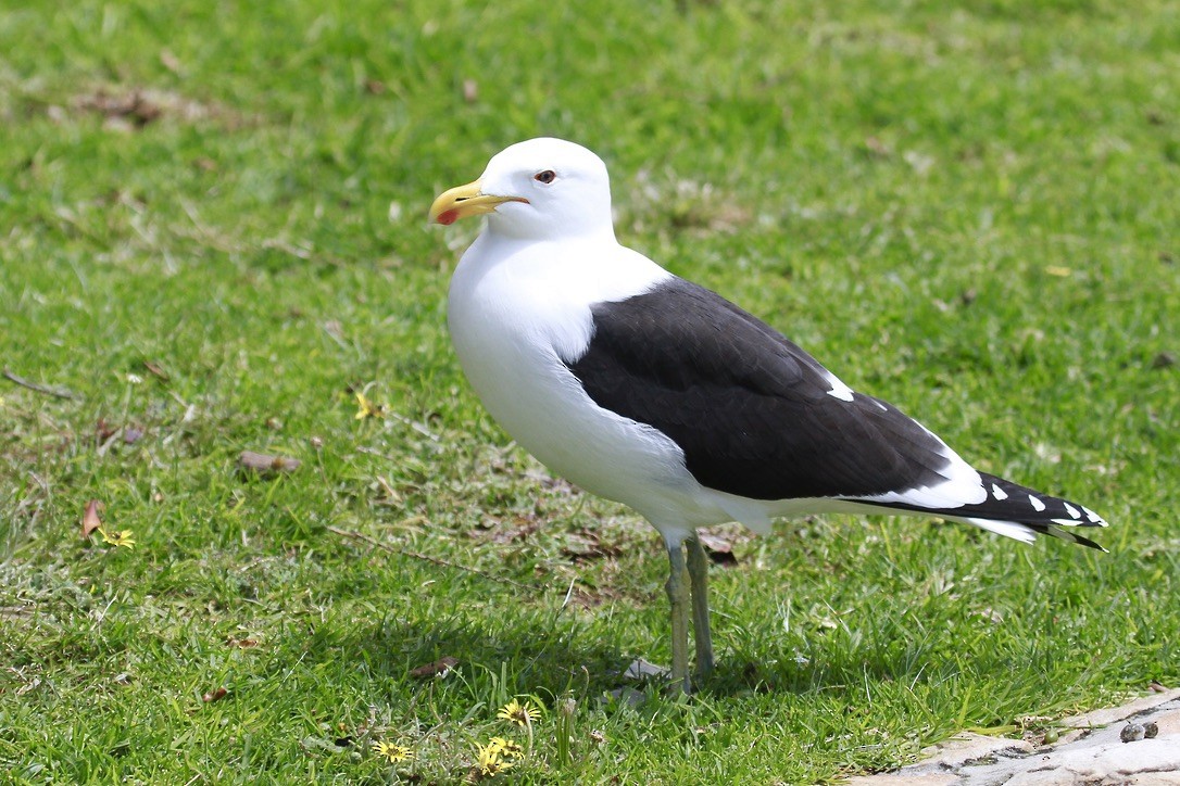 Kelp Gull - ML644146691
