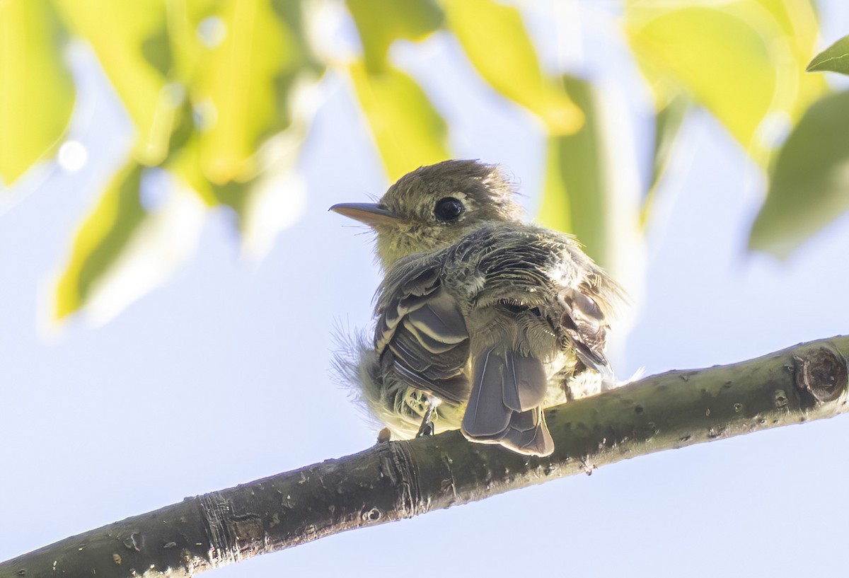 Western Flycatcher (Pacific-slope) - ML644146692