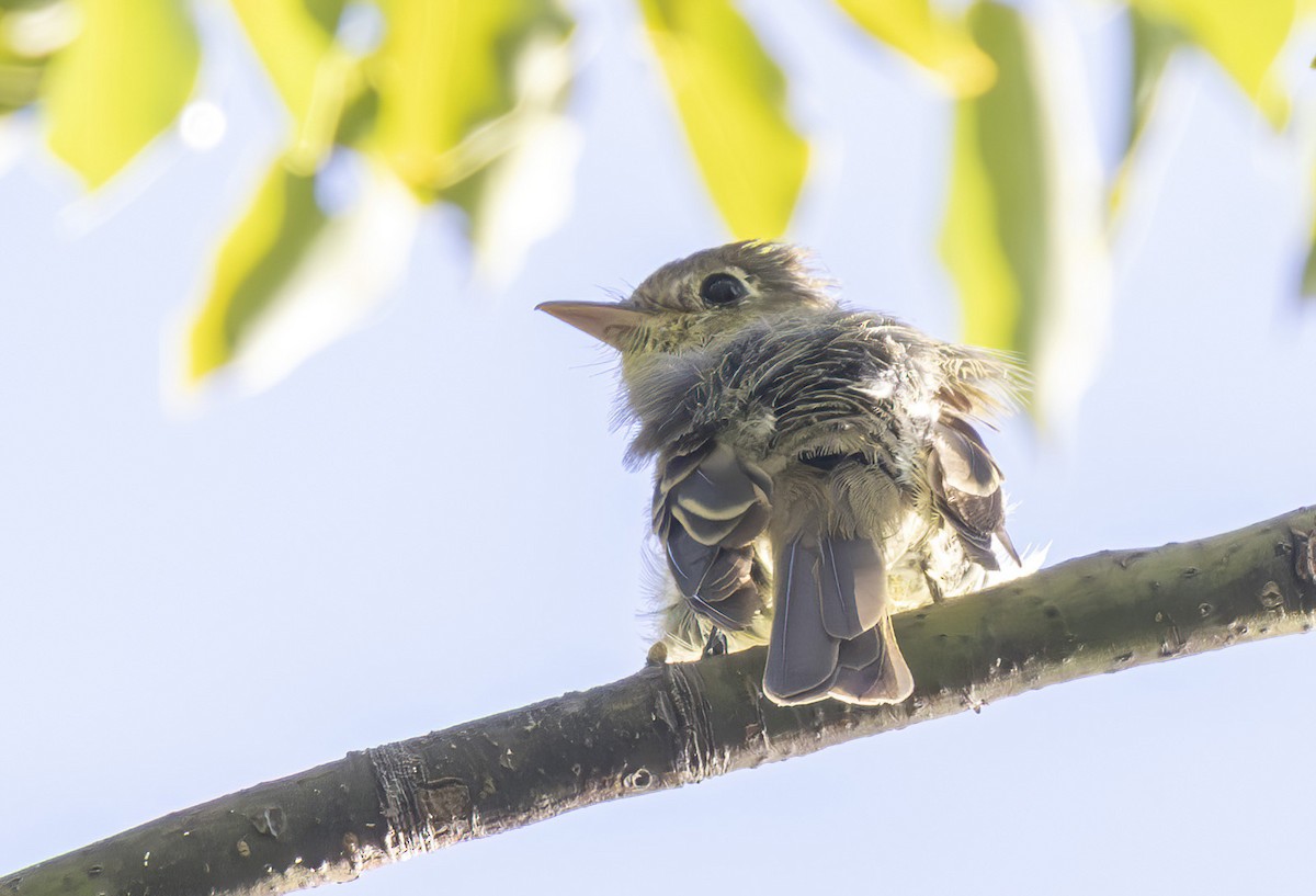 Western Flycatcher (Pacific-slope) - ML644146706