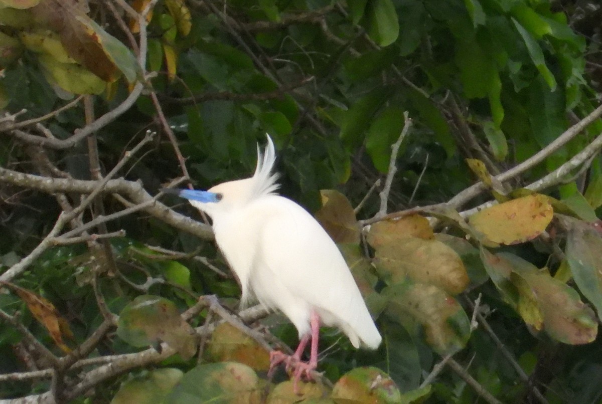 Malagasy Pond-Heron - ML644146721