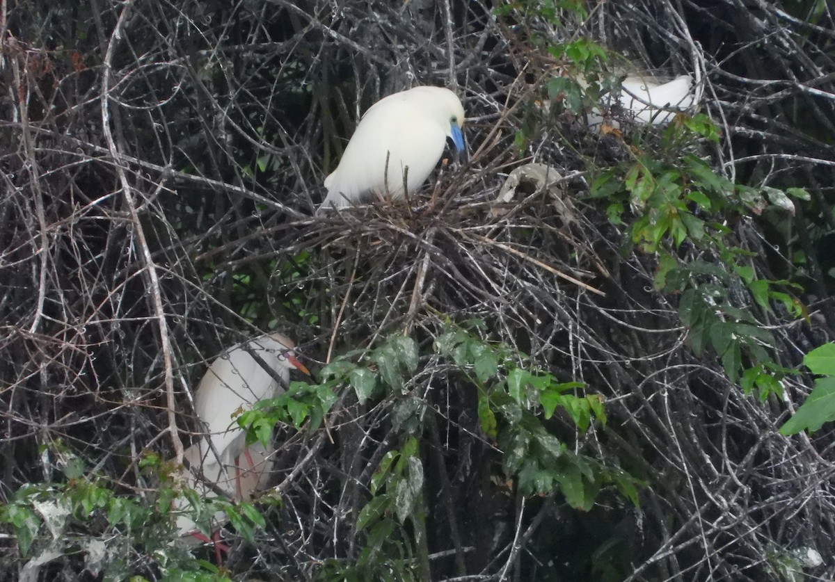 Malagasy Pond-Heron - ML644146722