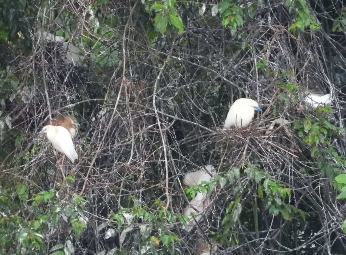 Malagasy Pond-Heron - ML644146723