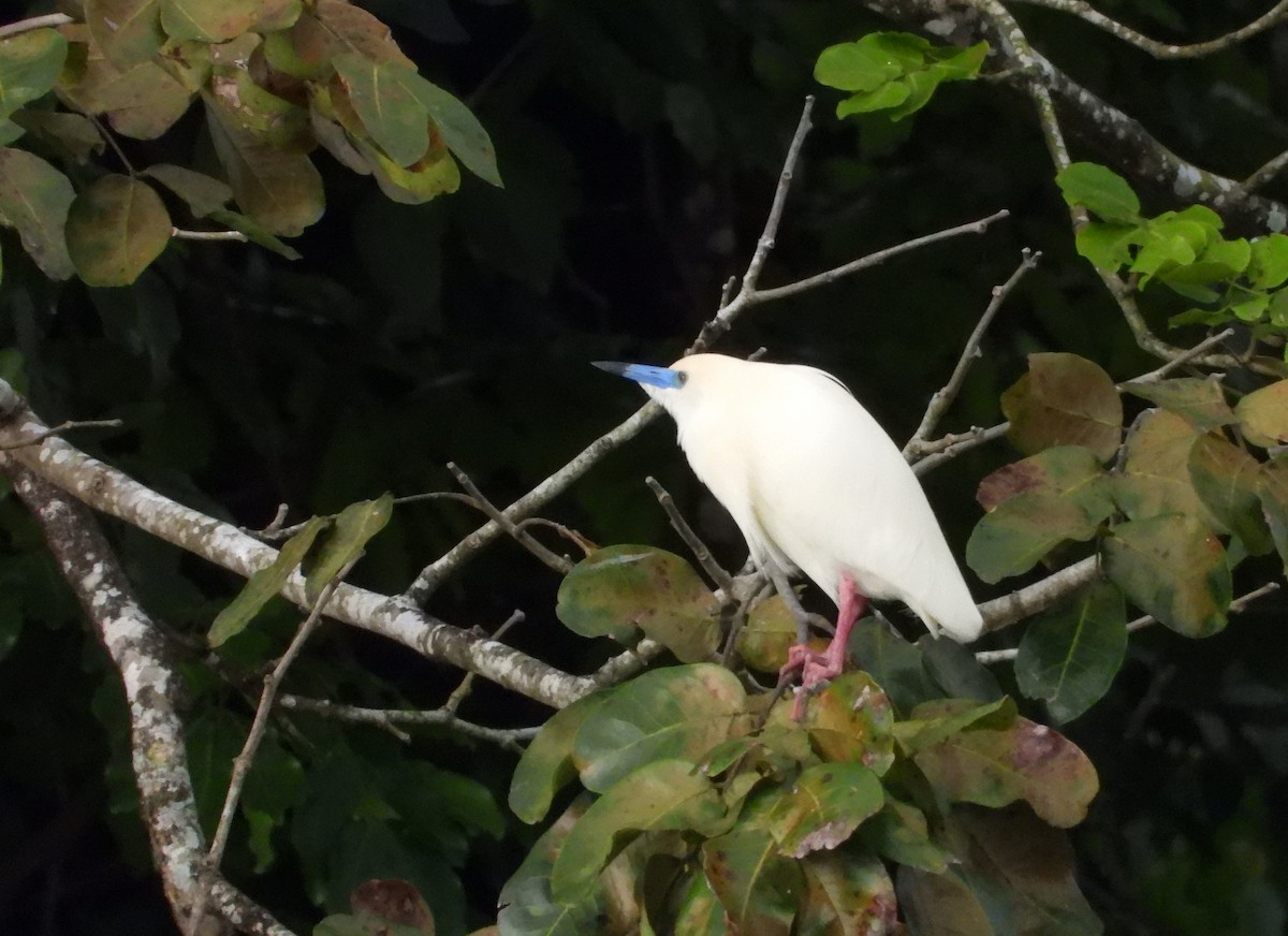 Malagasy Pond-Heron - ML644146724