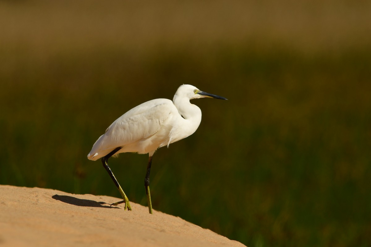 Little Egret - ML644146728