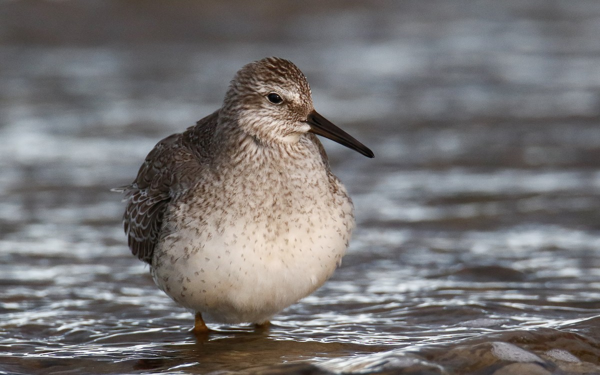 Red Knot - ML644146729