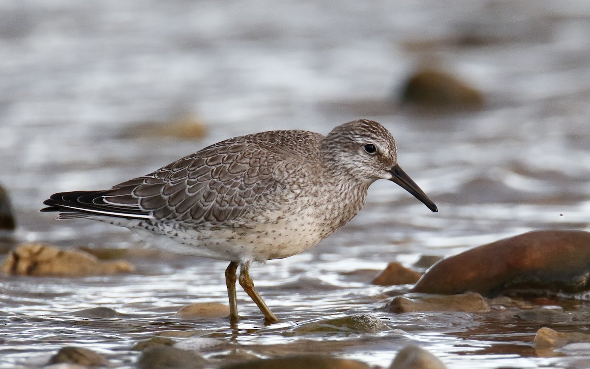 Red Knot - ML644146730