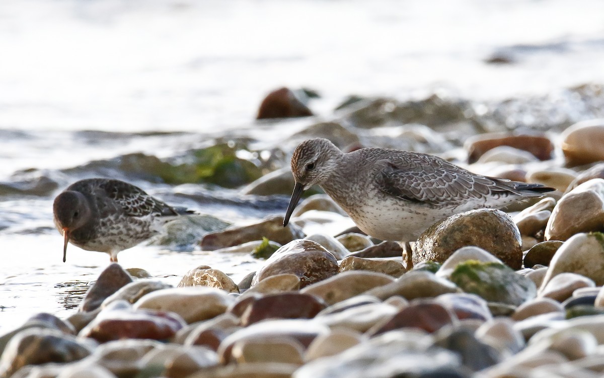 Red Knot - ML644146731