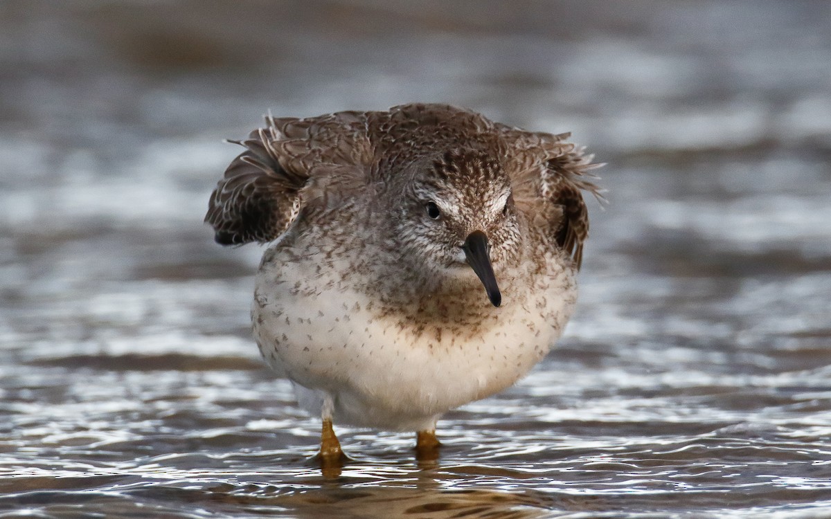Red Knot - ML644146732