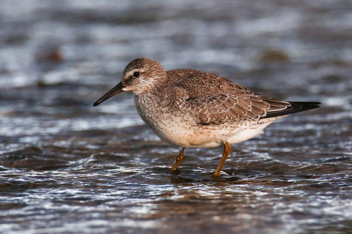 Red Knot - ML644146733