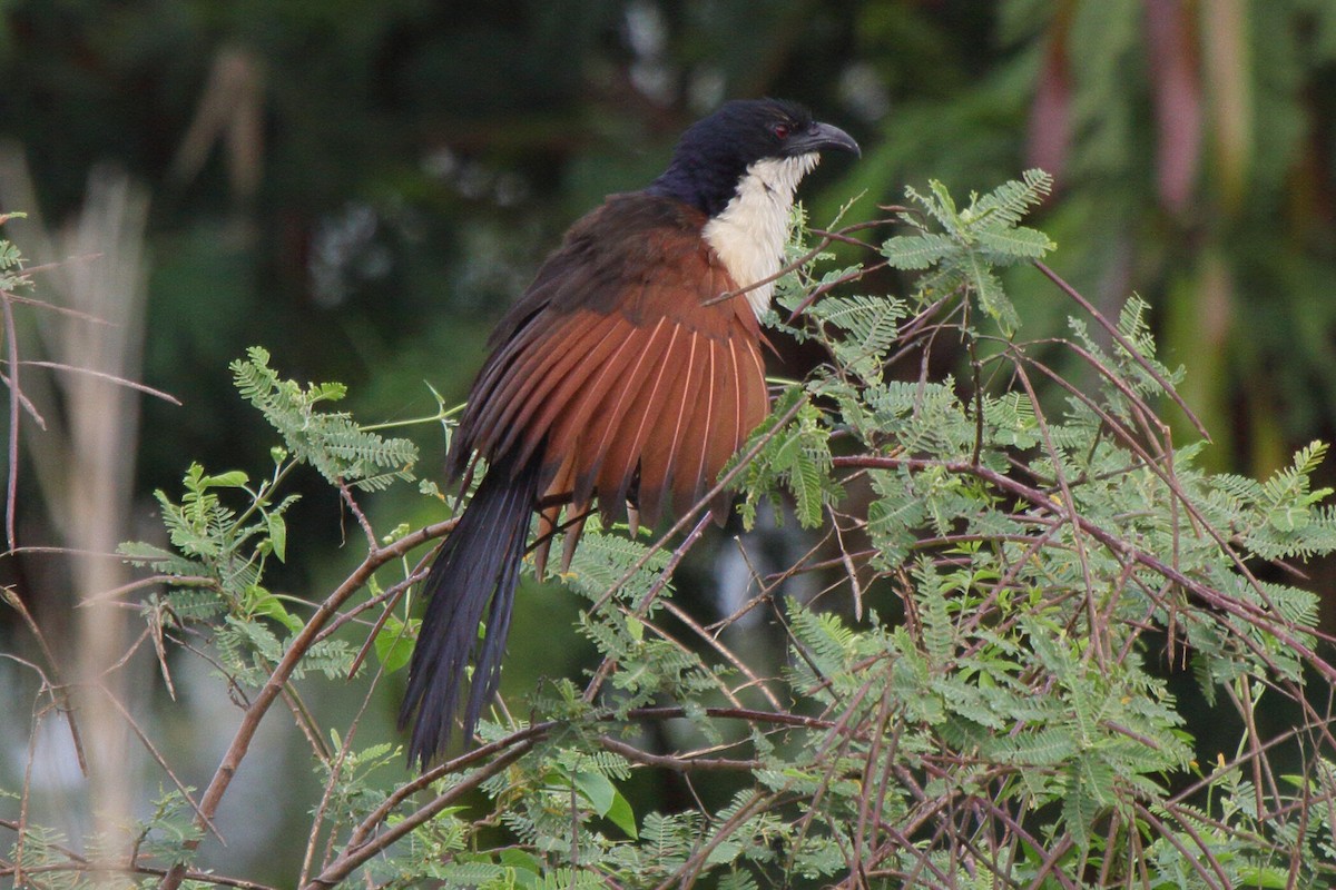 Blue-headed Coucal - ML644146737
