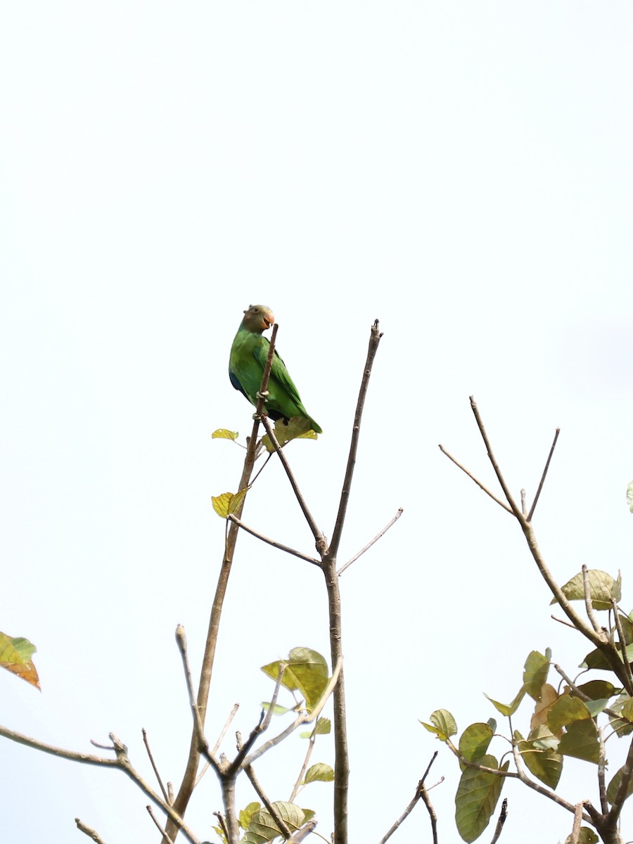 Red-cheeked Parrot - ML644146738