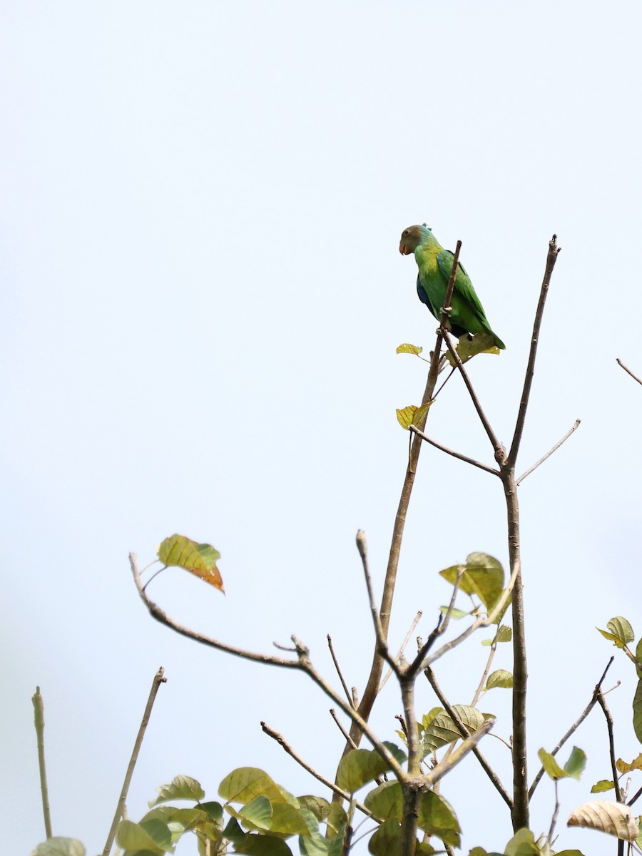 Red-cheeked Parrot - ML644146739