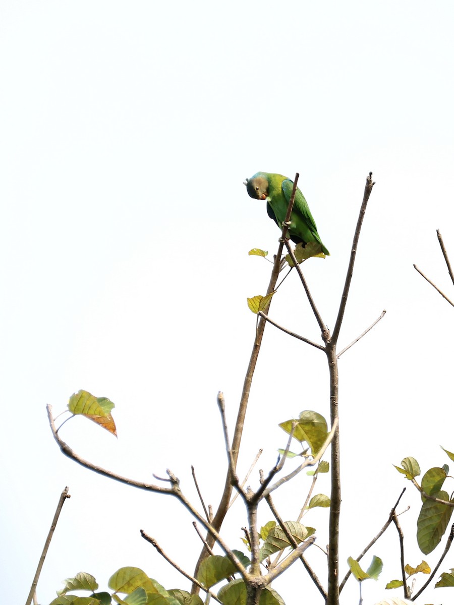 Red-cheeked Parrot - ML644146740