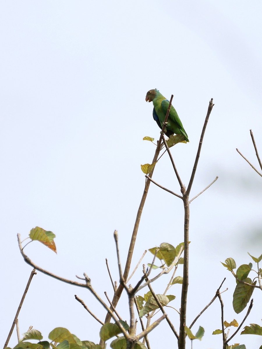 Red-cheeked Parrot - ML644146741