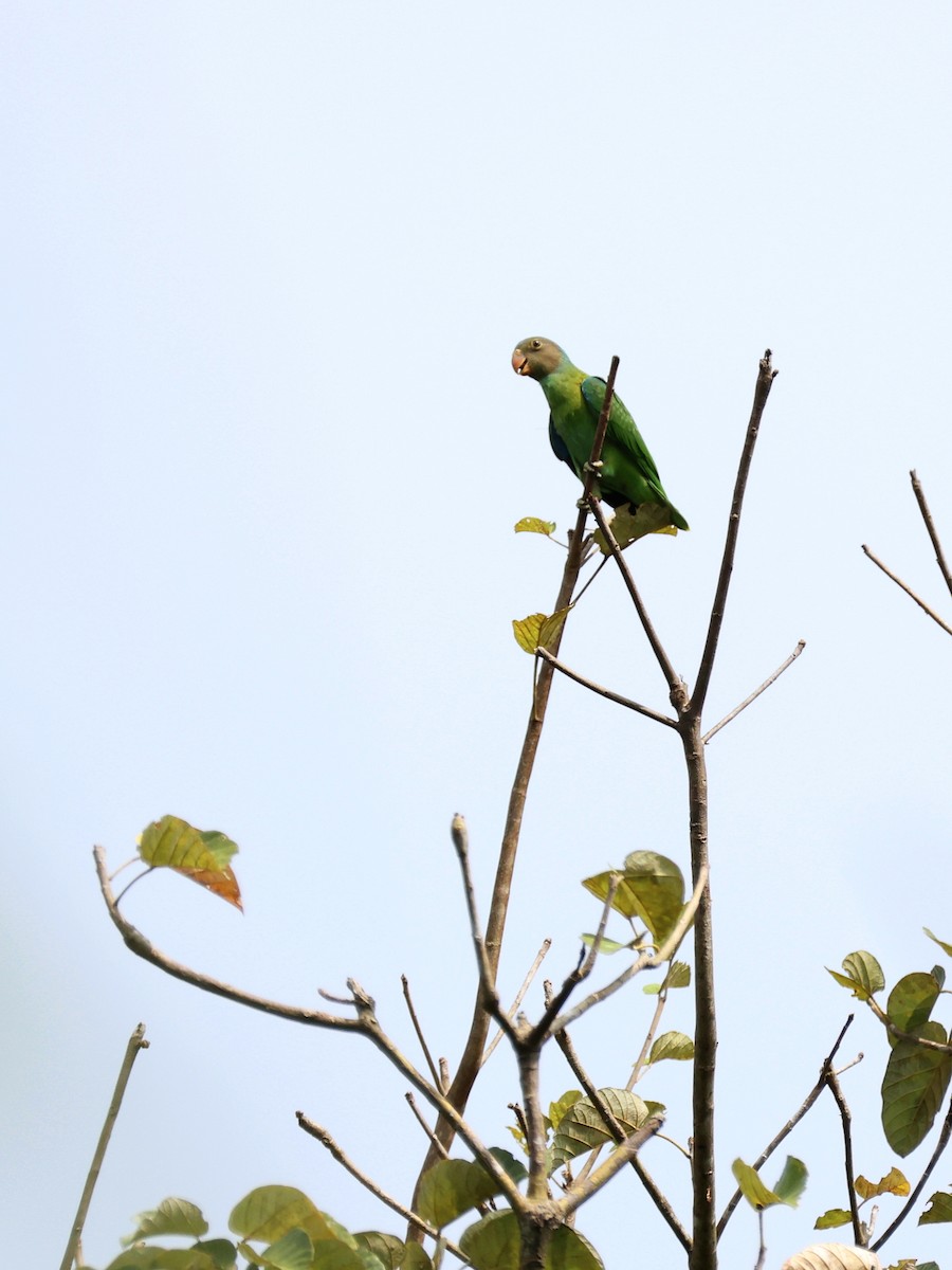 Red-cheeked Parrot - ML644146742