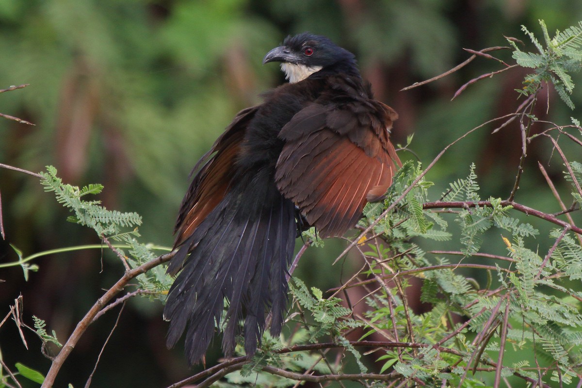 Blue-headed Coucal - ML644146744
