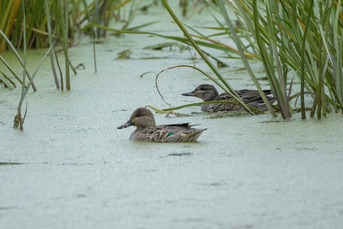 Green-winged Teal - ML644146746