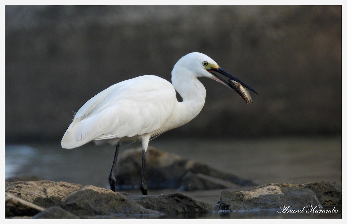 Little Egret - ML644146767