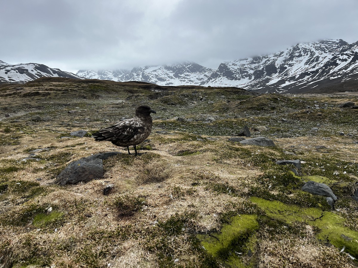 Brown Skua (Subantarctic) - ML644146769