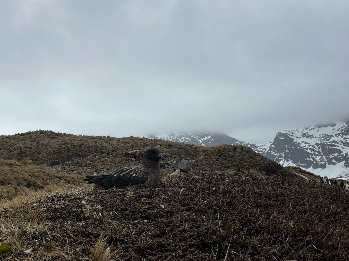 Brown Skua (Subantarctic) - ML644146770