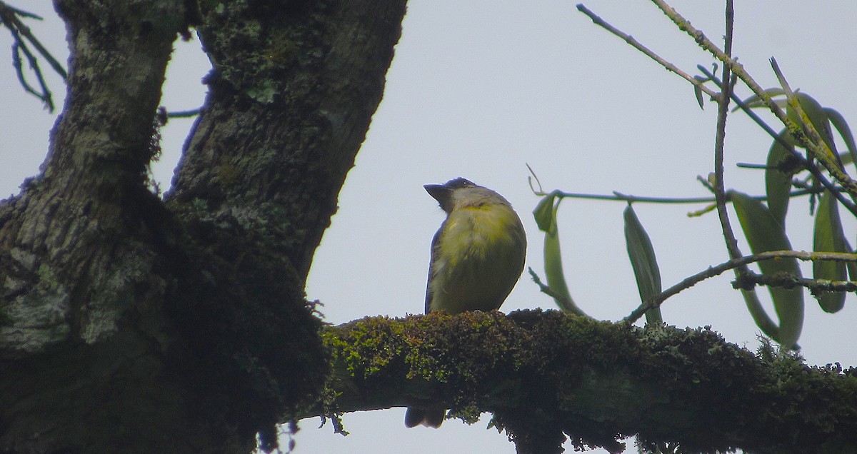 Tyran à ventre d'or - ML644146771