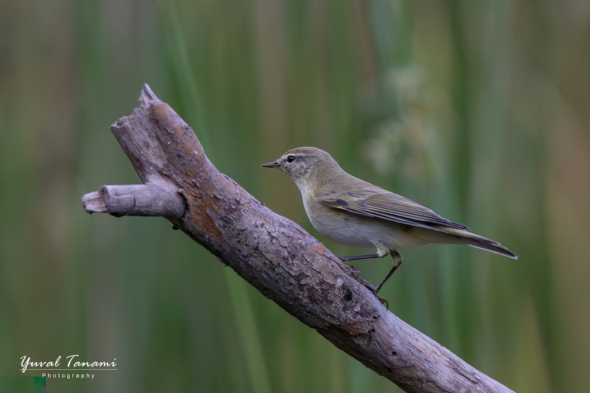 Eastern Bonelli's Warbler - ML644146781