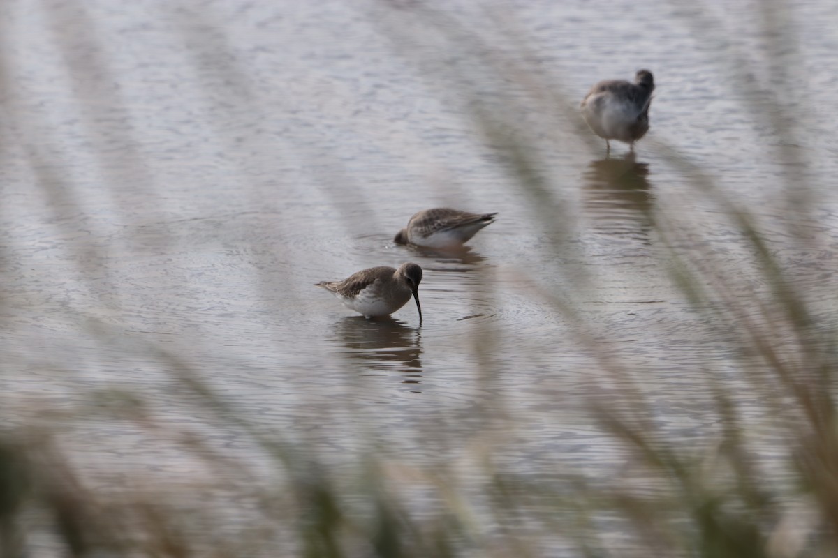 Dunlin - ML644146787